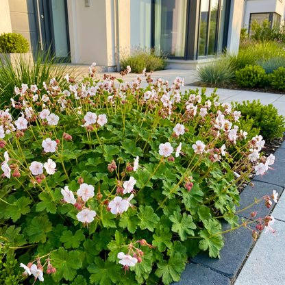 Géranium 'Spessart' au jardin, Geranium macrorrhizum