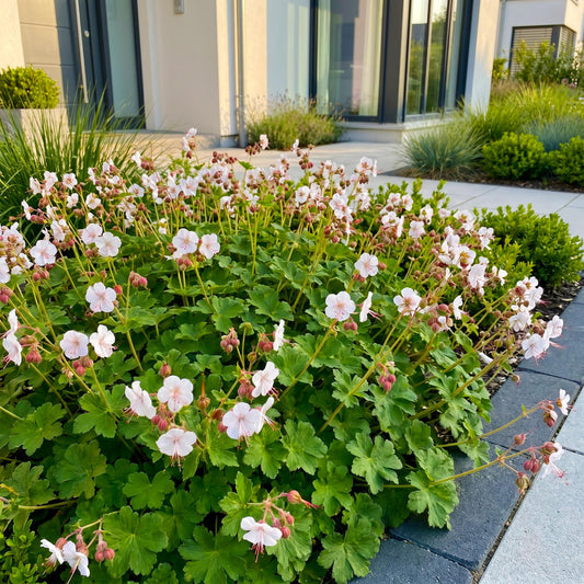 Géranium 'Spessart' au jardin, Geranium macrorrhizum