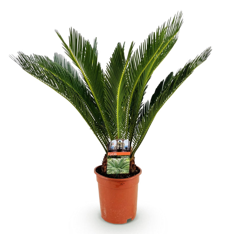 Cycas revoluta - Palmier - Pot de 17cm - Hauteur 55-65cm
