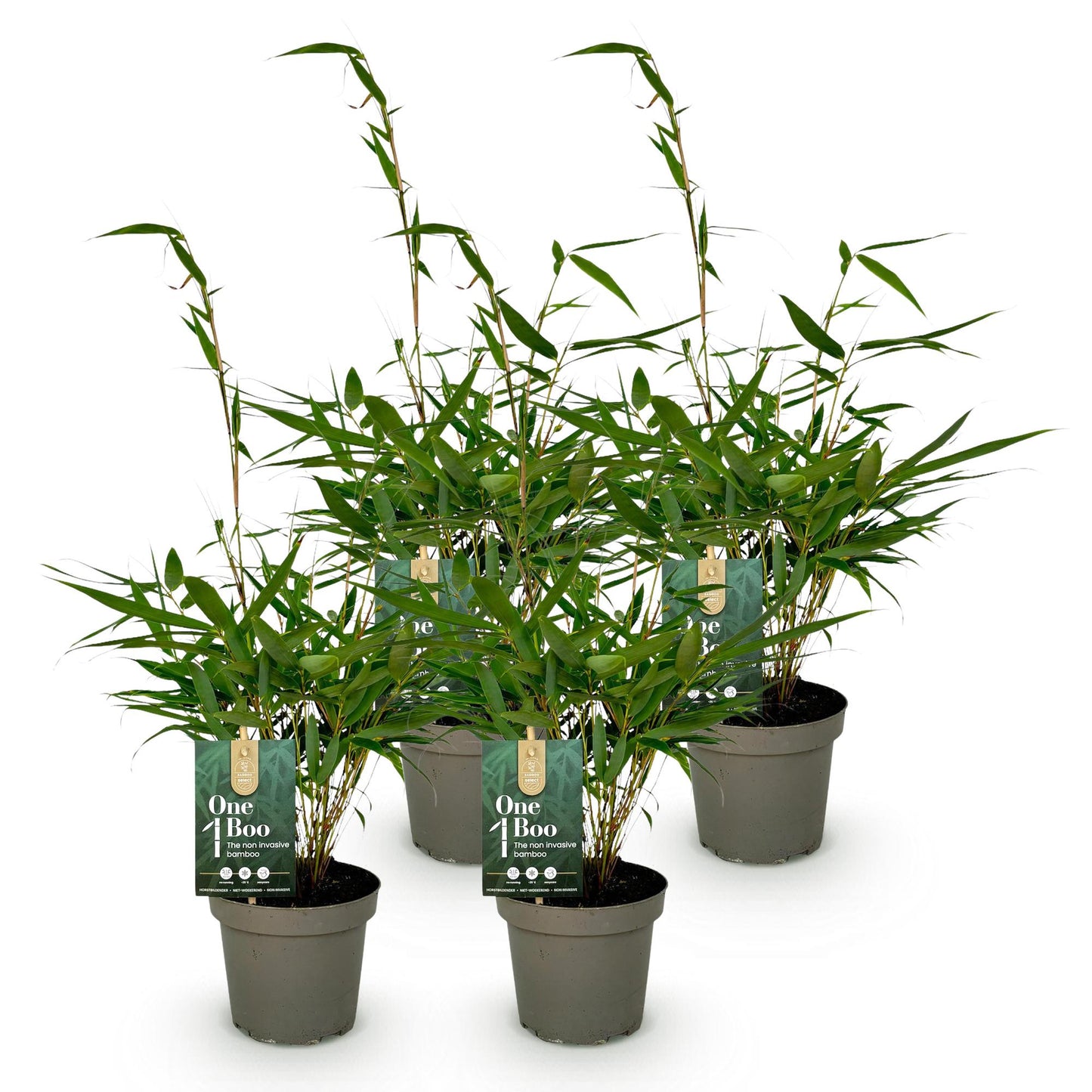 Fargesia robusta Pingwu, lot de jeunes bambous non traçants en pot sur fond blanc, prêts à être plantés.