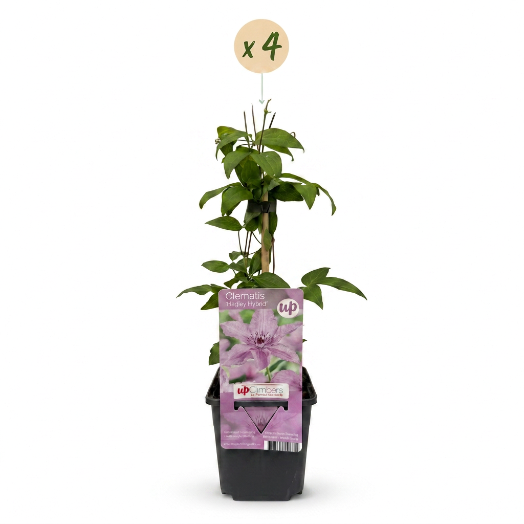 Clématite 'Hagley Hybrid' - lot de 4 plants, pot Ø9 cm