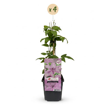 Clématite 'Hagley Hybrid' - lot de 4 plants, pot Ø9 cm