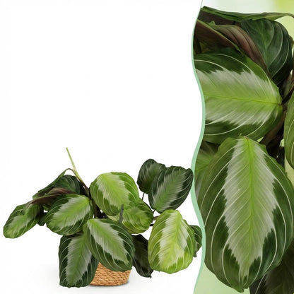 Maranta Fascinator Silverband plante d'intérieur pet-friendly en pot 12cm, feuillage argenté graphique