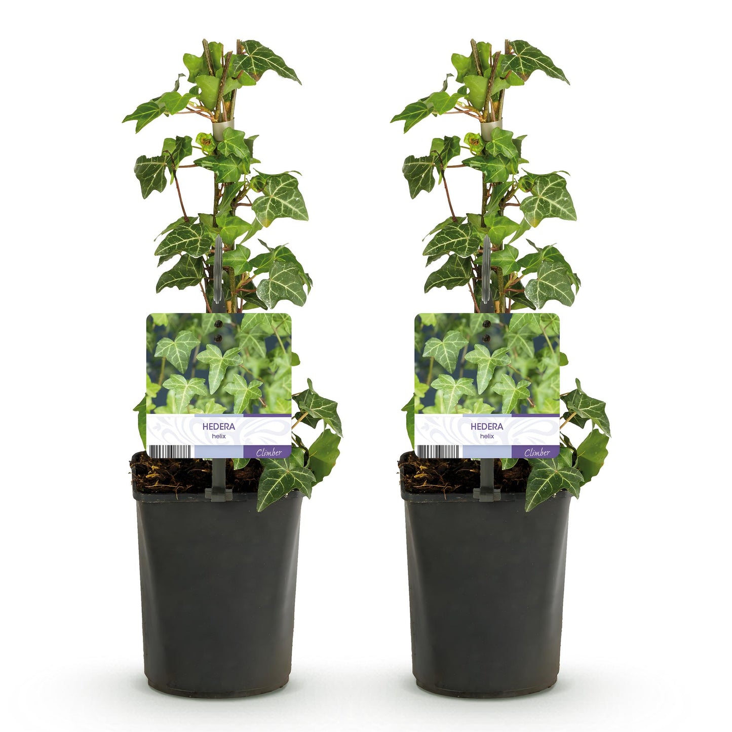 Hedera helix Glacier, lot de deux plants d'extérieur grimpants en pot, au feuillage persistant panaché, sur fond blanc.