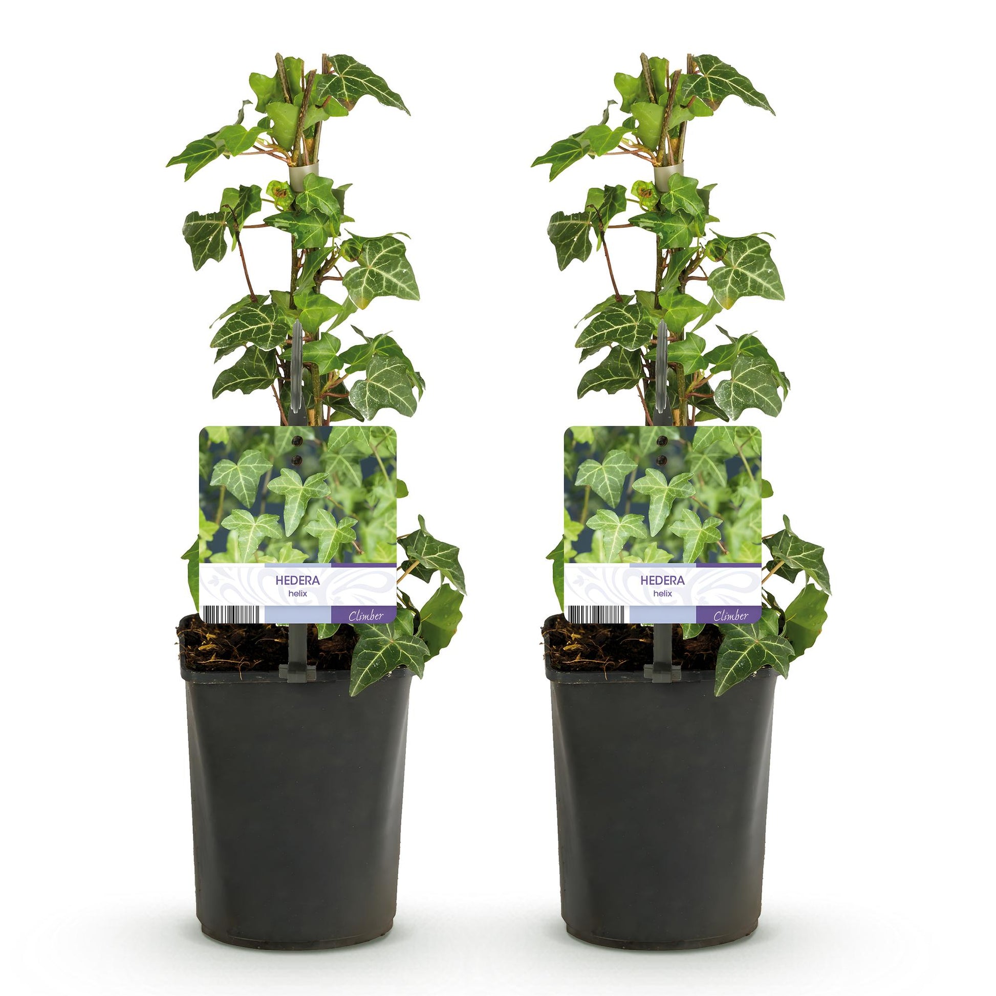 Hedera helix Glacier, lot de deux plants d'extérieur grimpants en pot, au feuillage persistant panaché, sur fond blanc.
