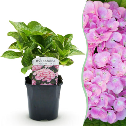 Hortensia de jardin (Hydrangea macrophylla), arbuste fleuri rustique, Pot 17 cm, Hauteur 30 cm