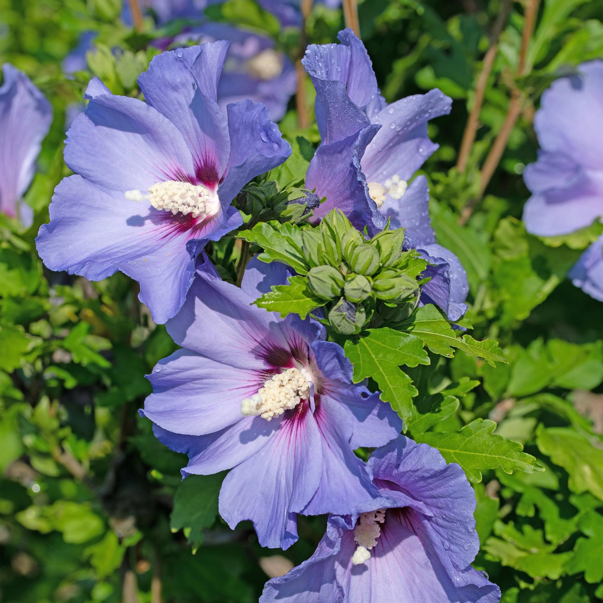Hibiscus syriacus Oiseau Bleu : Gros plan sur les magnifiques fleurs bleu-violet de l'Hibiscus syriacus Oiseau Bleu, avec quelques gouttes d