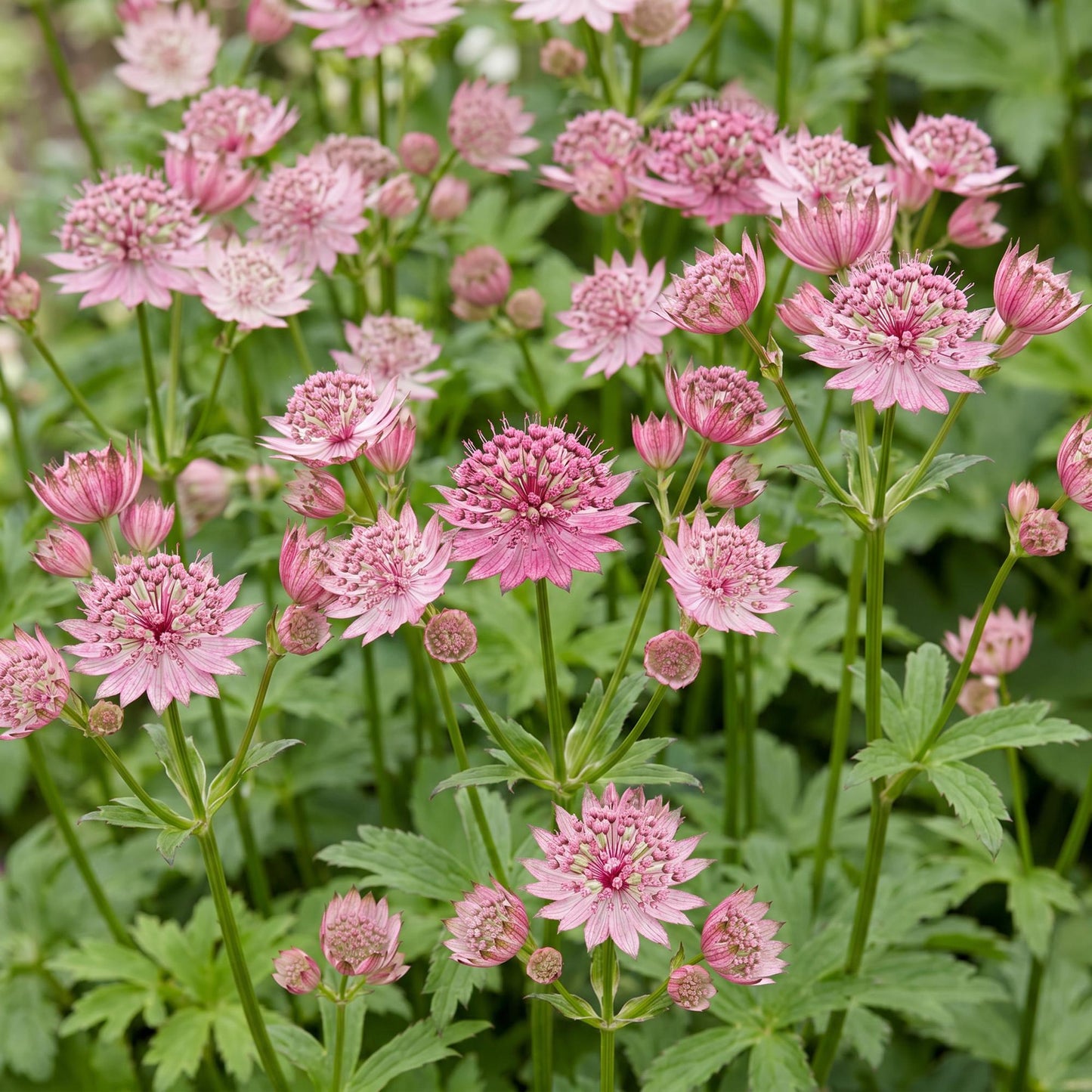 Astrantia major (Étoile des champs) : une abondance de fleurs rose pâle et blanc avec un cœur vif, s'épanouissant dans un jardin verdoyant.