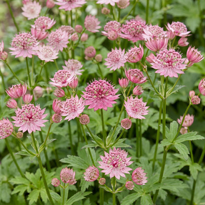 Astrantia major (Étoile des champs) : une abondance de fleurs rose pâle et blanc avec un cœur vif, s'épanouissant dans un jardin verdoyant.