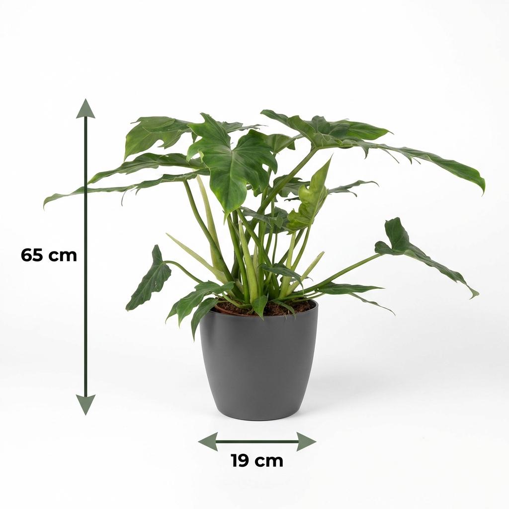 Plante d'intérieur - Philodendron Lacerum - Vert - Peu d'entretien - 1 Plante - avec Potter Gris - Pot 19cm - Hauteur 65cm