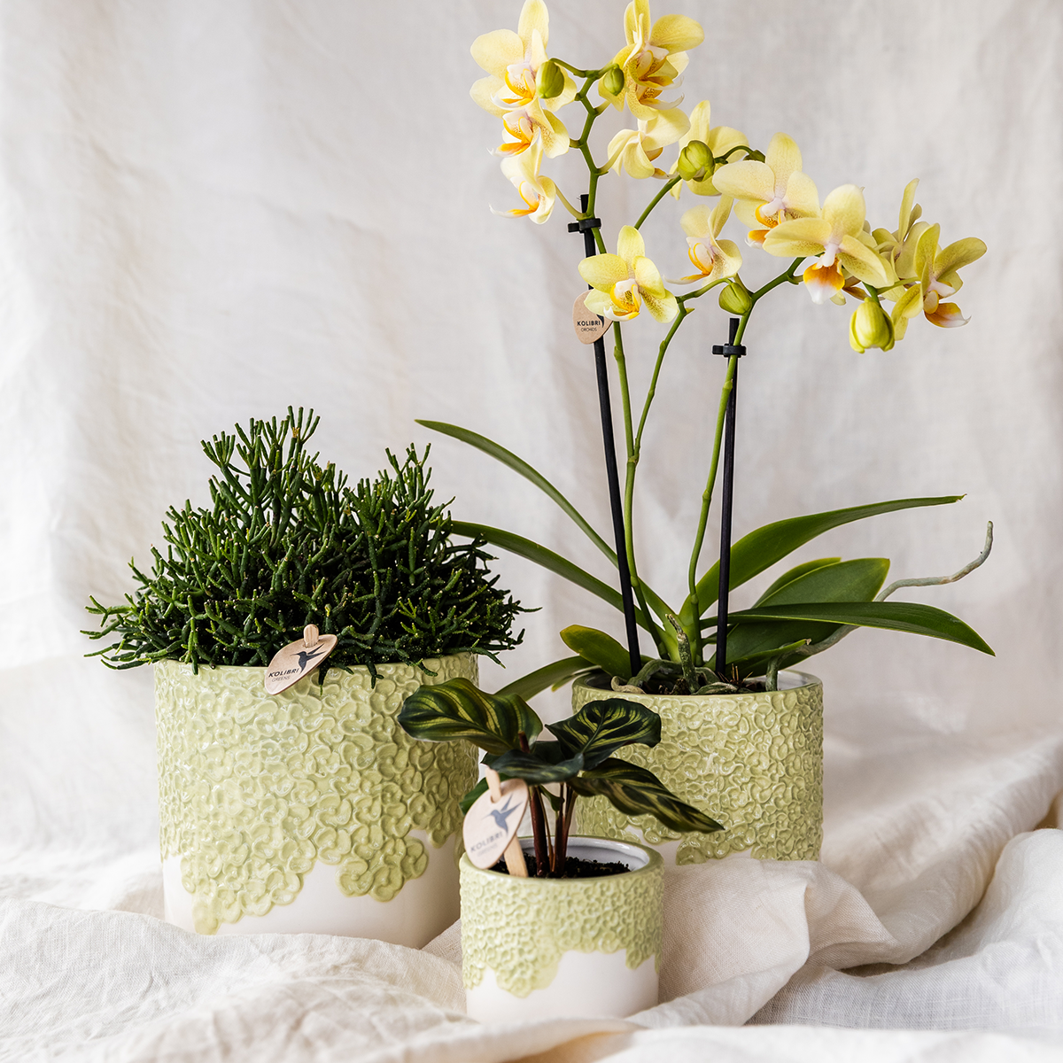Orchidée Phalaenopsis jaune en pot