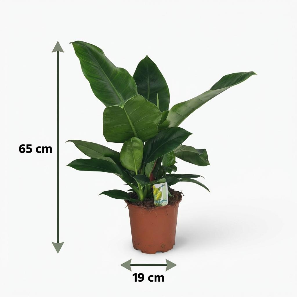 Plante d'intérieur - Philodendron - Philodendron Imperial Green - Vert - Entretien facile - 1 Plante - Pot 19cm - Hauteur 65cm