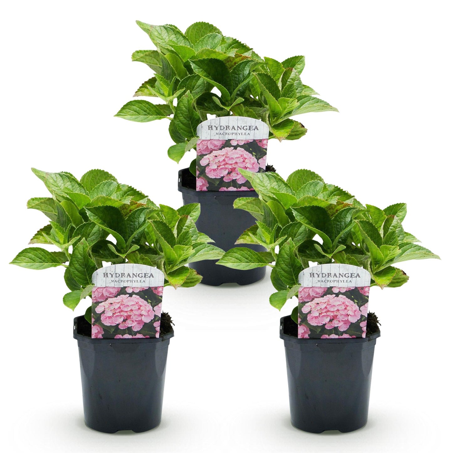 Hortensia de jardin (Hydrangea macrophylla), arbuste fleuri rustique, Pot 17 cm, Hauteur 30 cm