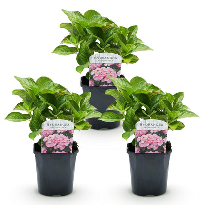 Hortensia de jardin (Hydrangea macrophylla), arbuste fleuri rustique, Pot 17 cm, Hauteur 30 cm