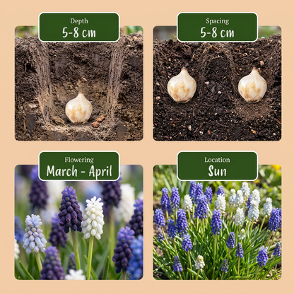 Guide de plantation des bulbes de Muscari, avec profondeur, espacement, floraison et exposition.