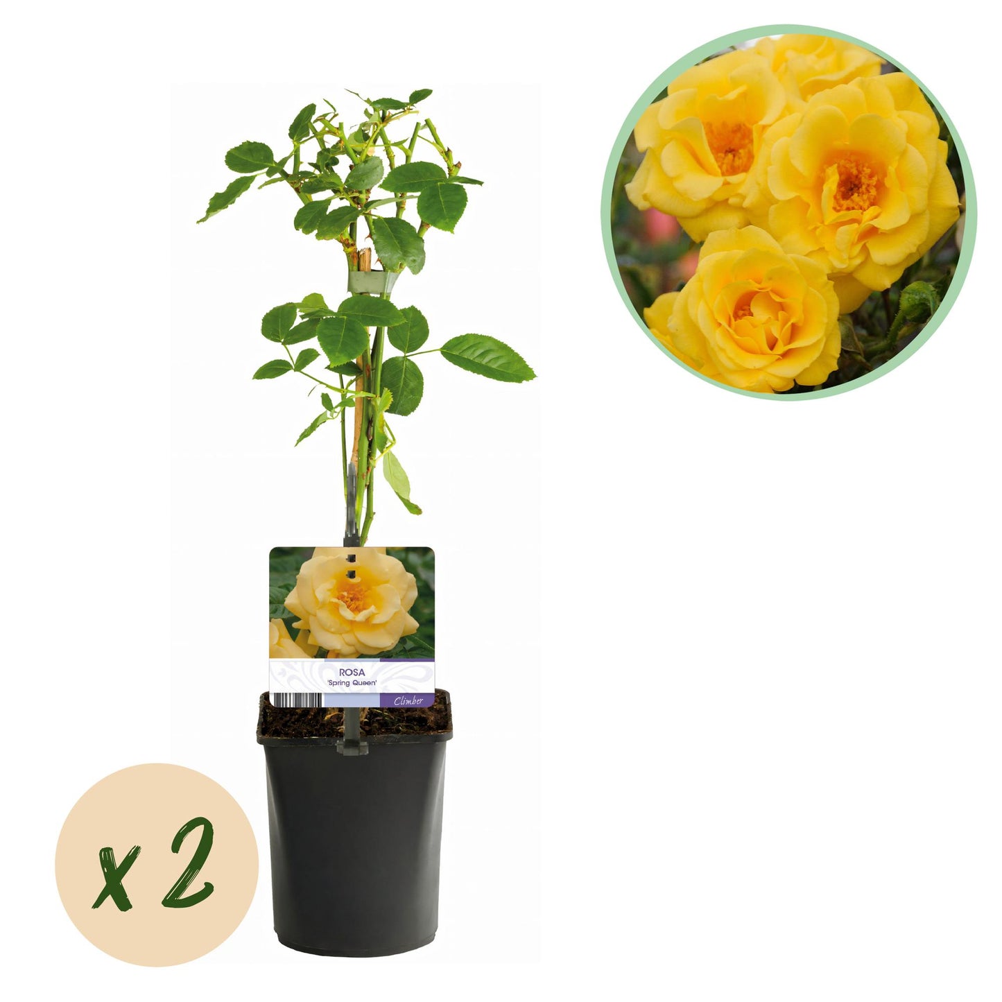 Rosa Spring Queen, rosier grimpant à fleurs jaunes. Un plant en pot avec l'étiquette et une bulle "x2" indiquant le lot de deux.