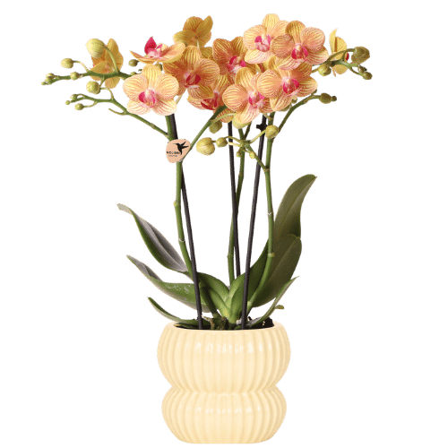 Orchidée Phalaenopsis 'Jamaica' orange avec cache-pot nervuré arrondi jaune
