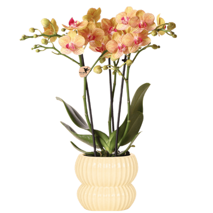 Orchidée Phalaenopsis 'Jamaica' orange avec cache-pot nervuré arrondi jaune