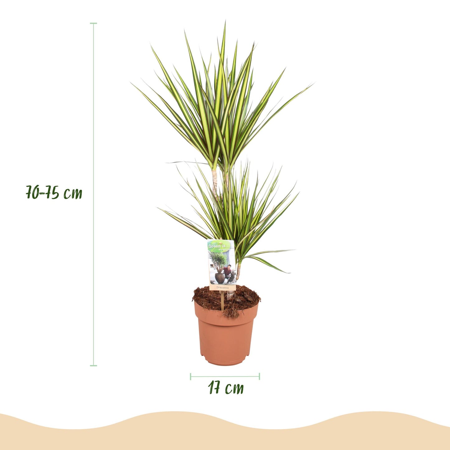 Plantes d'intérieur - Dracaena Sunray - Arbre à dragon - Peu d'entretien - Vert - jaune - 1 Plante - Pot 17cm - Hauteur 70-75cm