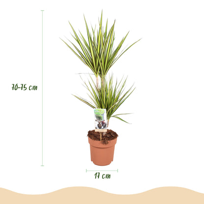 Plantes d'intérieur - Dracaena Sunray - Arbre à dragon - Peu d'entretien - Vert - jaune - 1 Plante - Pot 17cm - Hauteur 70-75cm