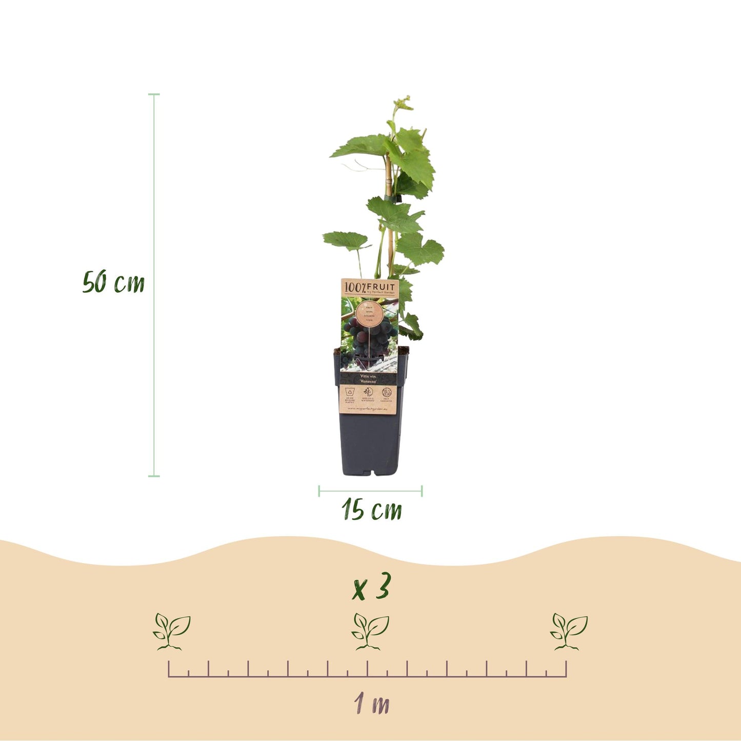 Vitis vinifera Vanessa : dimensions du plant (hauteur 50 cm, pot 15 cm) et espacement de 1 mètre pour 3 plants.