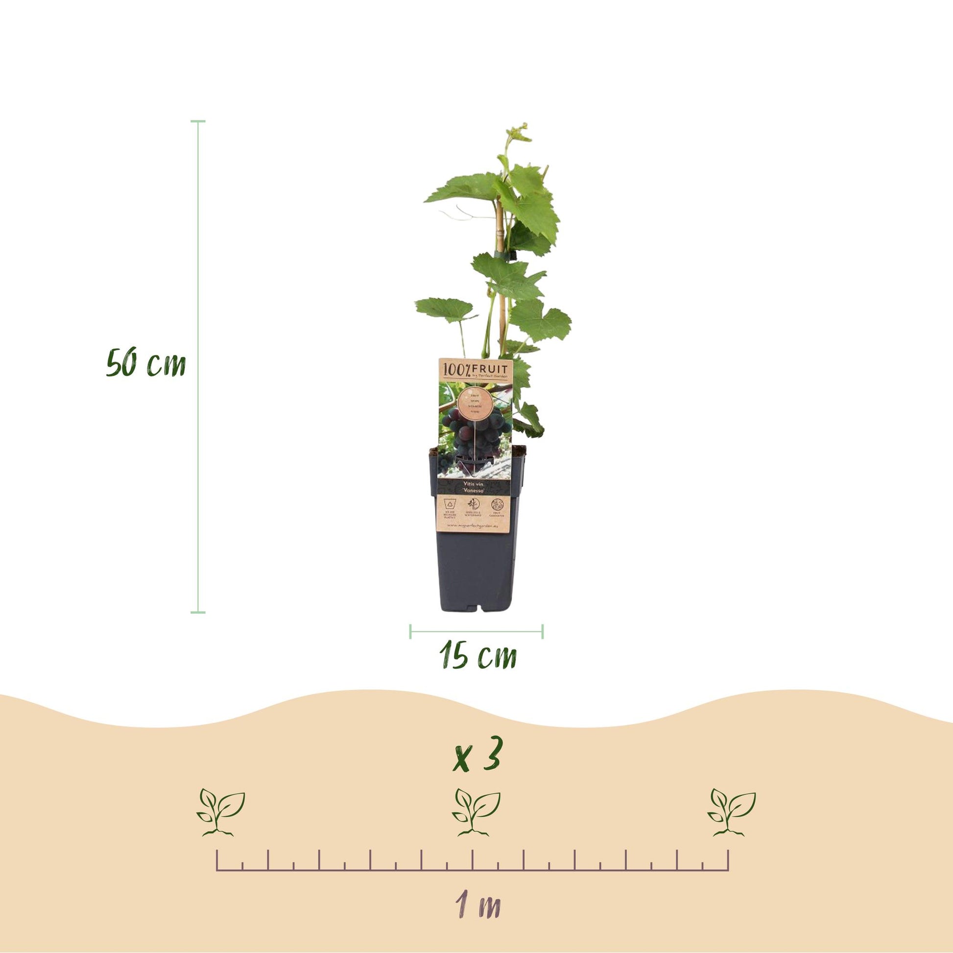 Vitis vinifera Vanessa : dimensions du plant (hauteur 50 cm, pot 15 cm) et espacement de 1 mètre pour 3 plants.