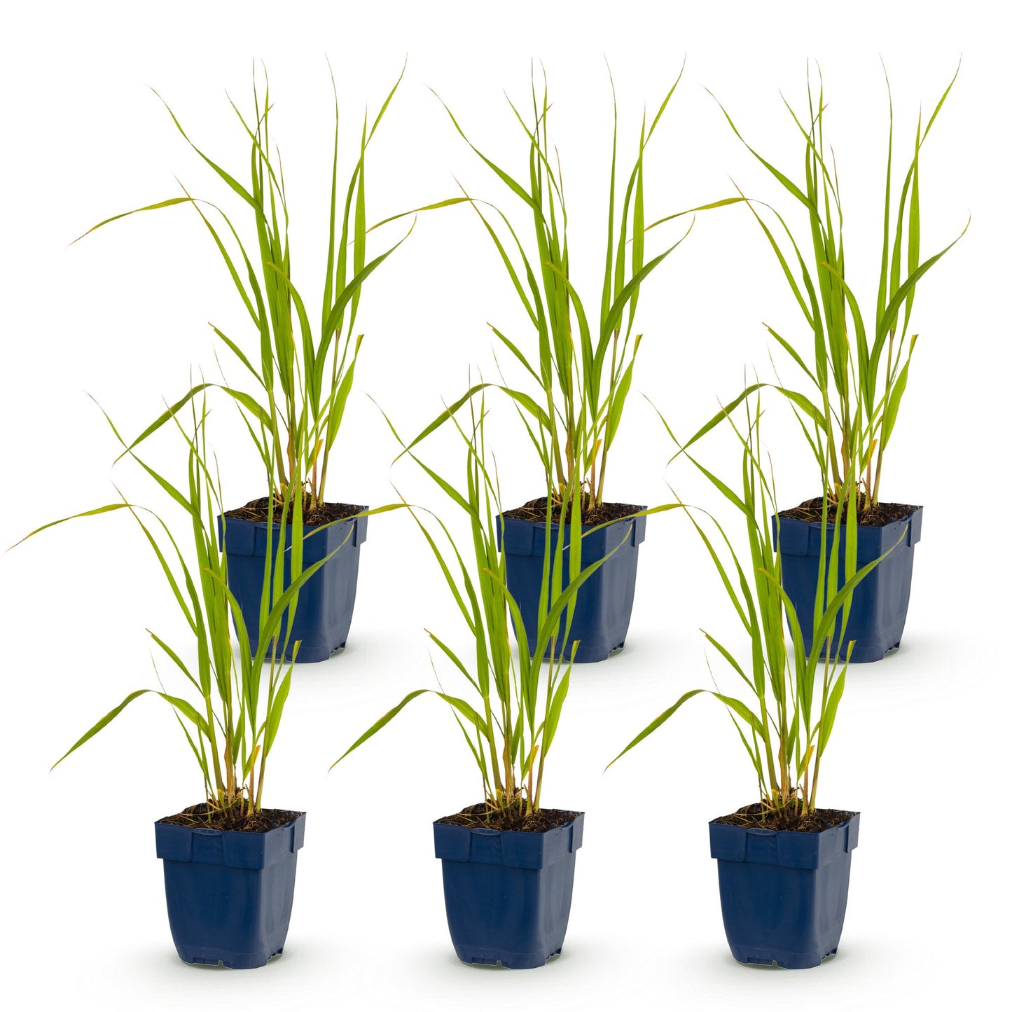 Graminées Molinia caer. Heidebraut, Fétuque. Lot de 6 plants en pot de 11cm, hauteur 15-25cm sur fond blanc.