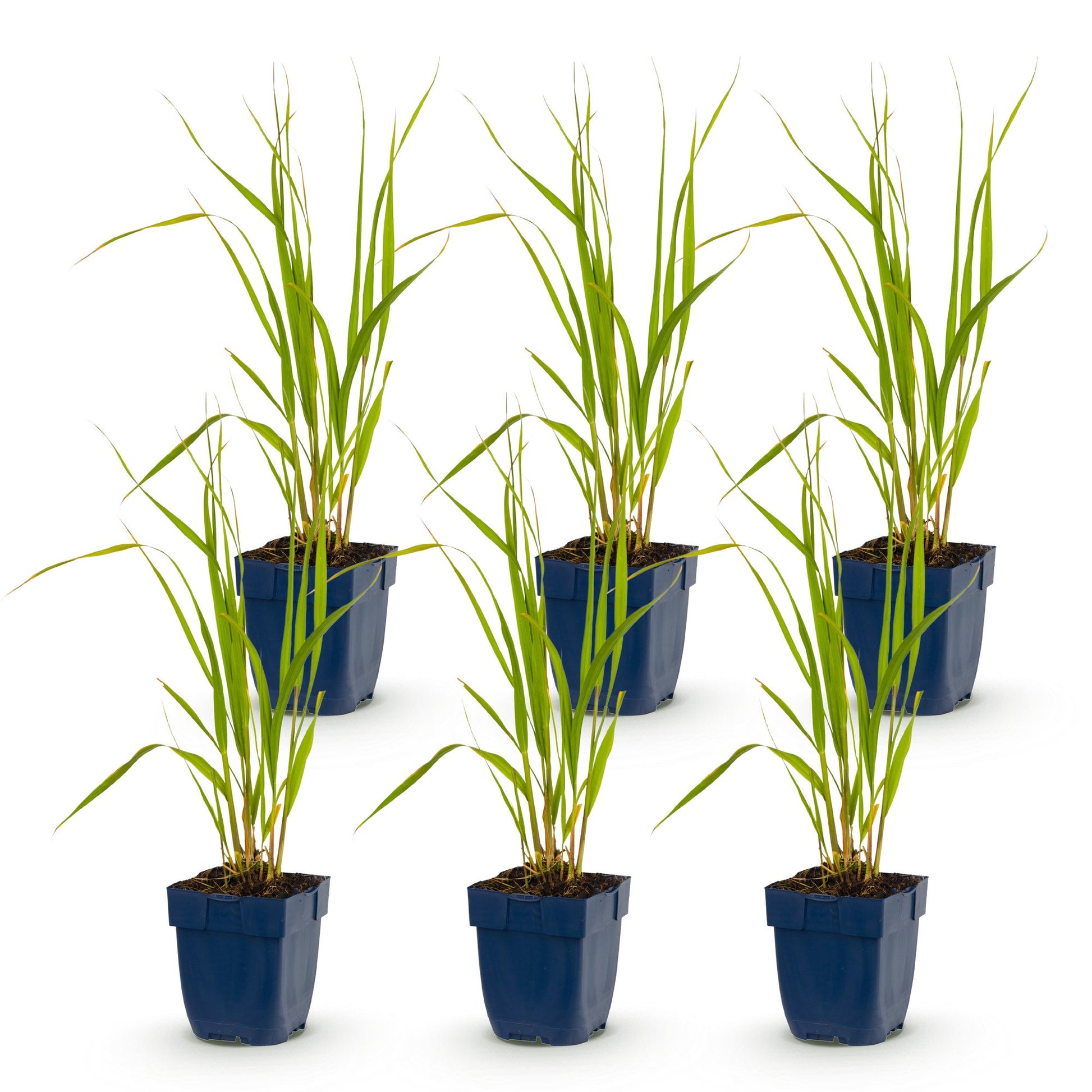 Graminées Molinia caer. Heidebraut, Fétuque. Lot de 6 plants en pot de 11cm, hauteur 15-25cm sur fond blanc.
