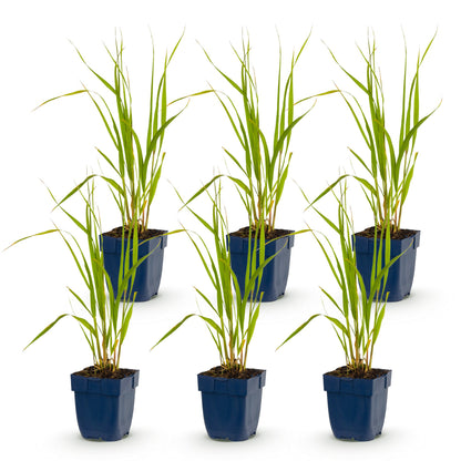 Graminées Molinia caer. Heidebraut, Fétuque. Lot de 6 plants en pot de 11cm, hauteur 15-25cm sur fond blanc.