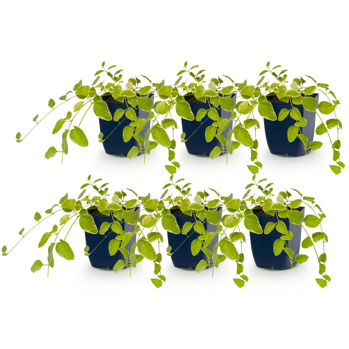 Grande pervenche 'Variegata' - lot de 6 plants en pot de 11 cm