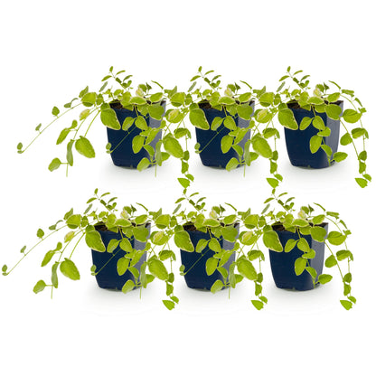 Grande pervenche 'Variegata' - lot de 6 plants en pot de 11 cm