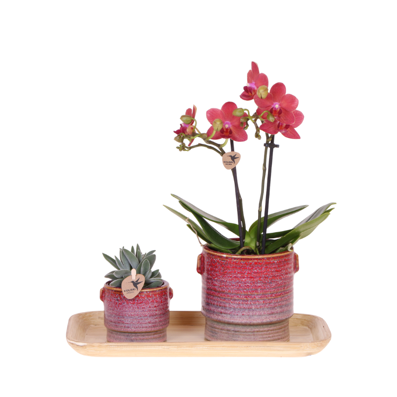 Orchidée Phalaenopsis 'Congo' rose (Phalaenopsis) - Coffret cadeau avec plante verte et cache-pots décoratifs