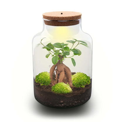 Kit terrarium lumineux bonsaï Ficus Ginseng en bouteille à lait, Ø 21 cm hauteur 30 cm, avec ou sans outils