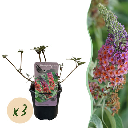 Buddleja weyeriana Flower Power, buisson à papillons, jeune plant en pot avec étiquette et bulle « x3 », et gros plan de ses fleurs orange e