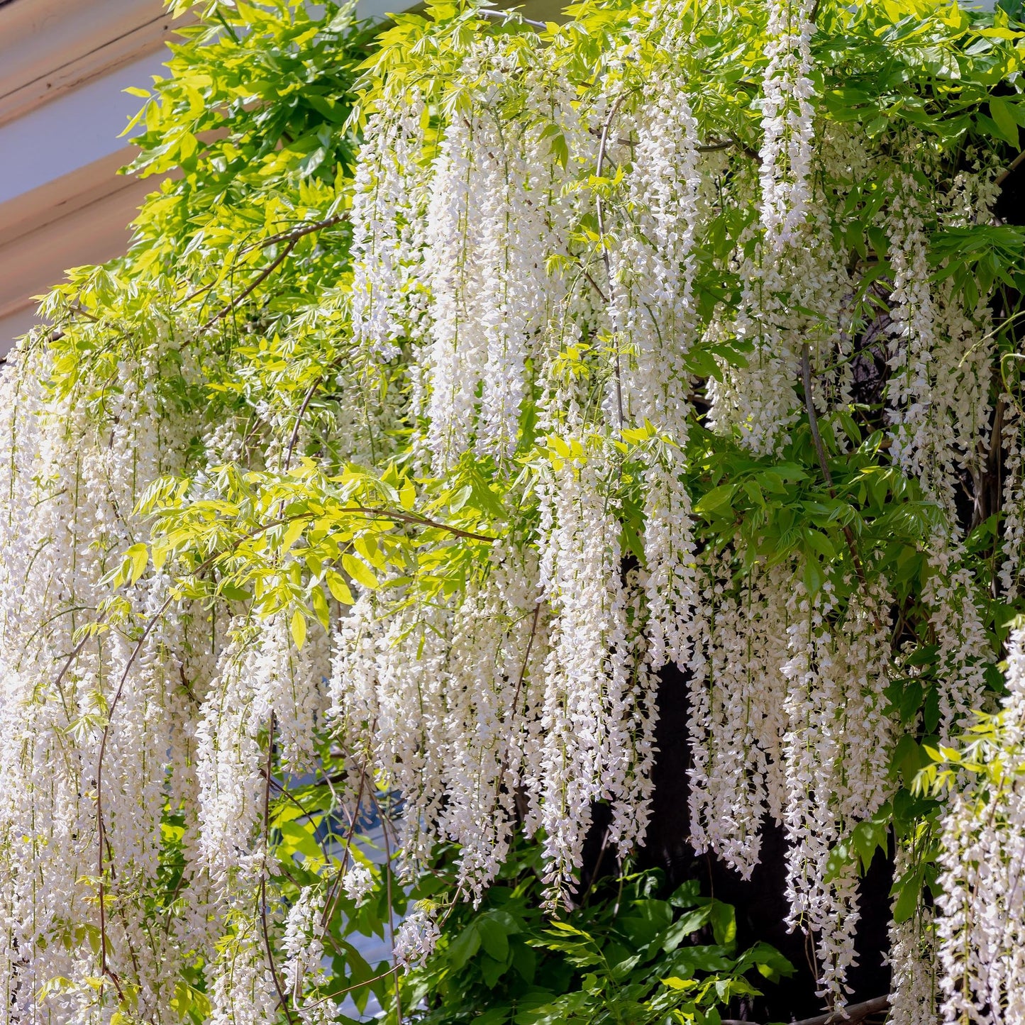Glycine Wisteria floribunda Alba. Gros plan sur les grappes de fleurs blanches pendantes de la glycine, avec son feuillage vert clair.