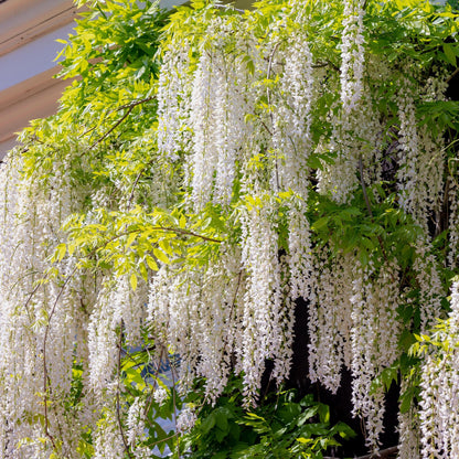 Glycine Wisteria floribunda Alba. Gros plan sur les grappes de fleurs blanches pendantes de la glycine, avec son feuillage vert clair.