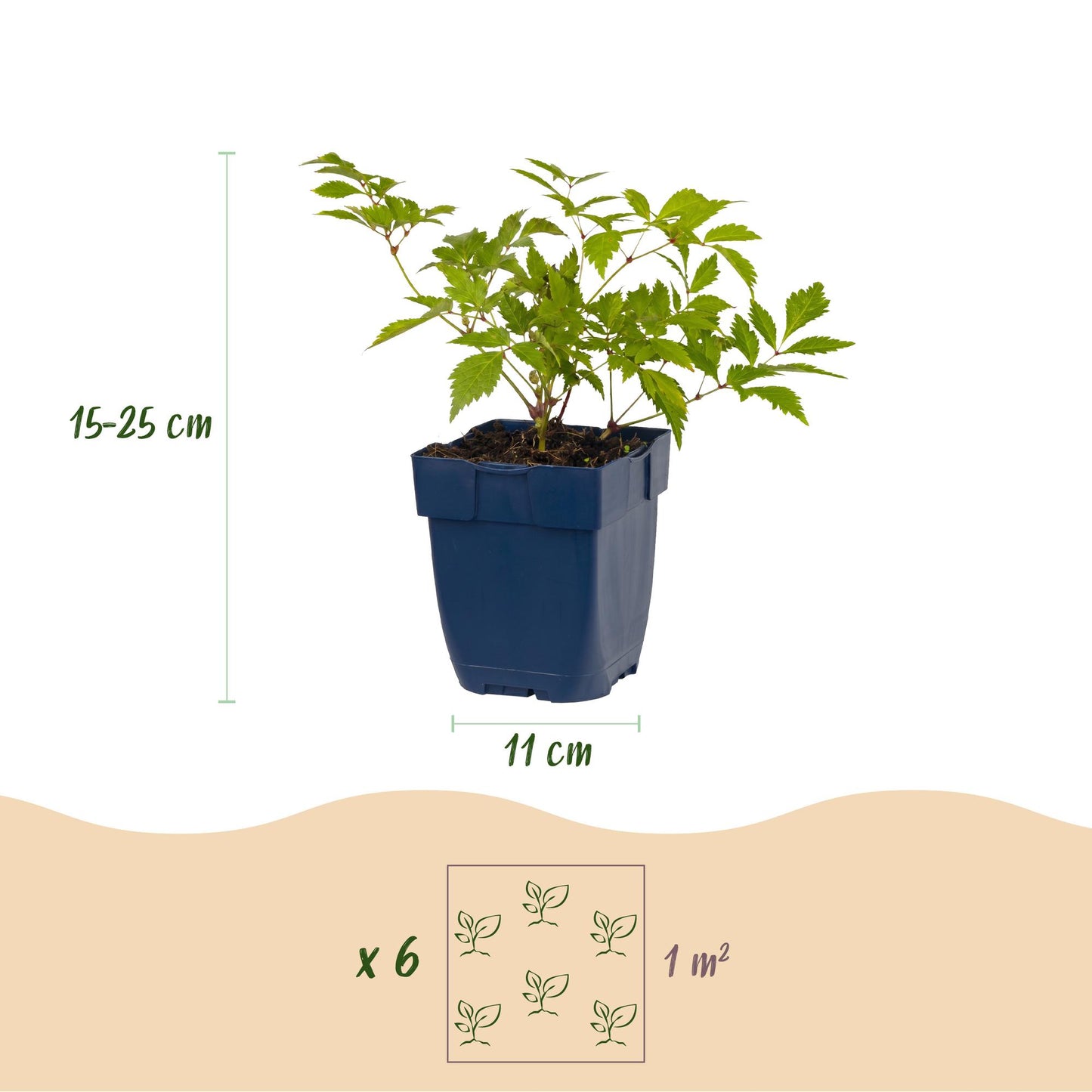 Astilbe Deutschland. Schéma montrant un plant en pot, avec sa hauteur (15-25 cm) et le diamètre du pot (11 cm). Indique qu'il faut 6 plants 