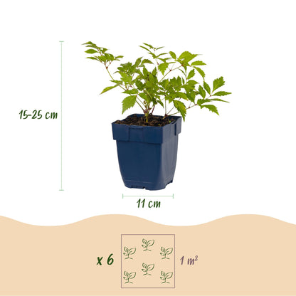 Astilbe Deutschland. Schéma montrant un plant en pot, avec sa hauteur (15-25 cm) et le diamètre du pot (11 cm). Indique qu'il faut 6 plants 