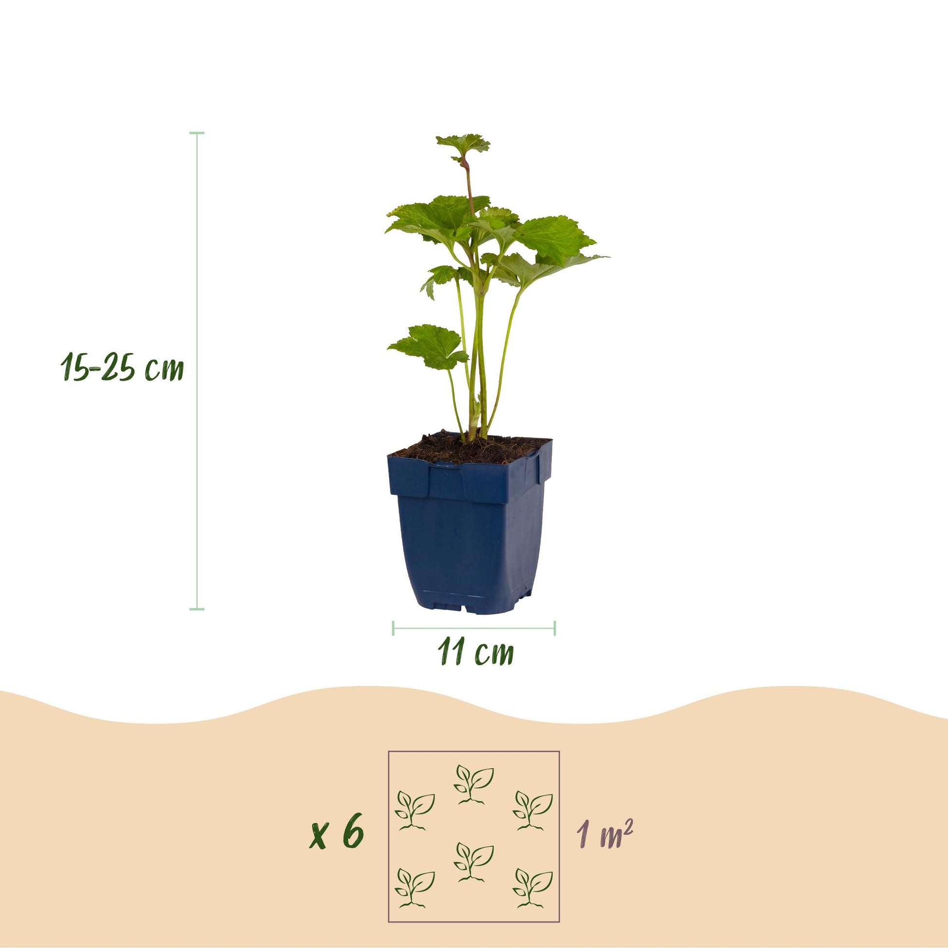 Anémone d'automne : infographie montrant un plant en pot, avec sa hauteur (15-25 cm) et le diamètre du pot (11 cm), et l'espacement de plant