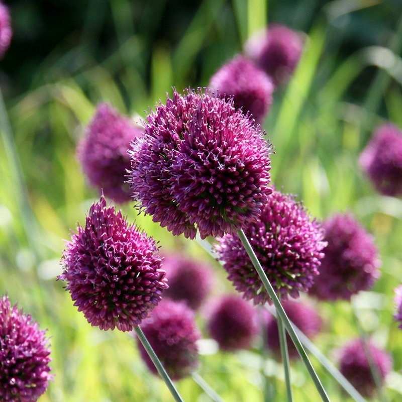 Ail à tête ronde (Allium) - floraison estivale - calibre 5/6