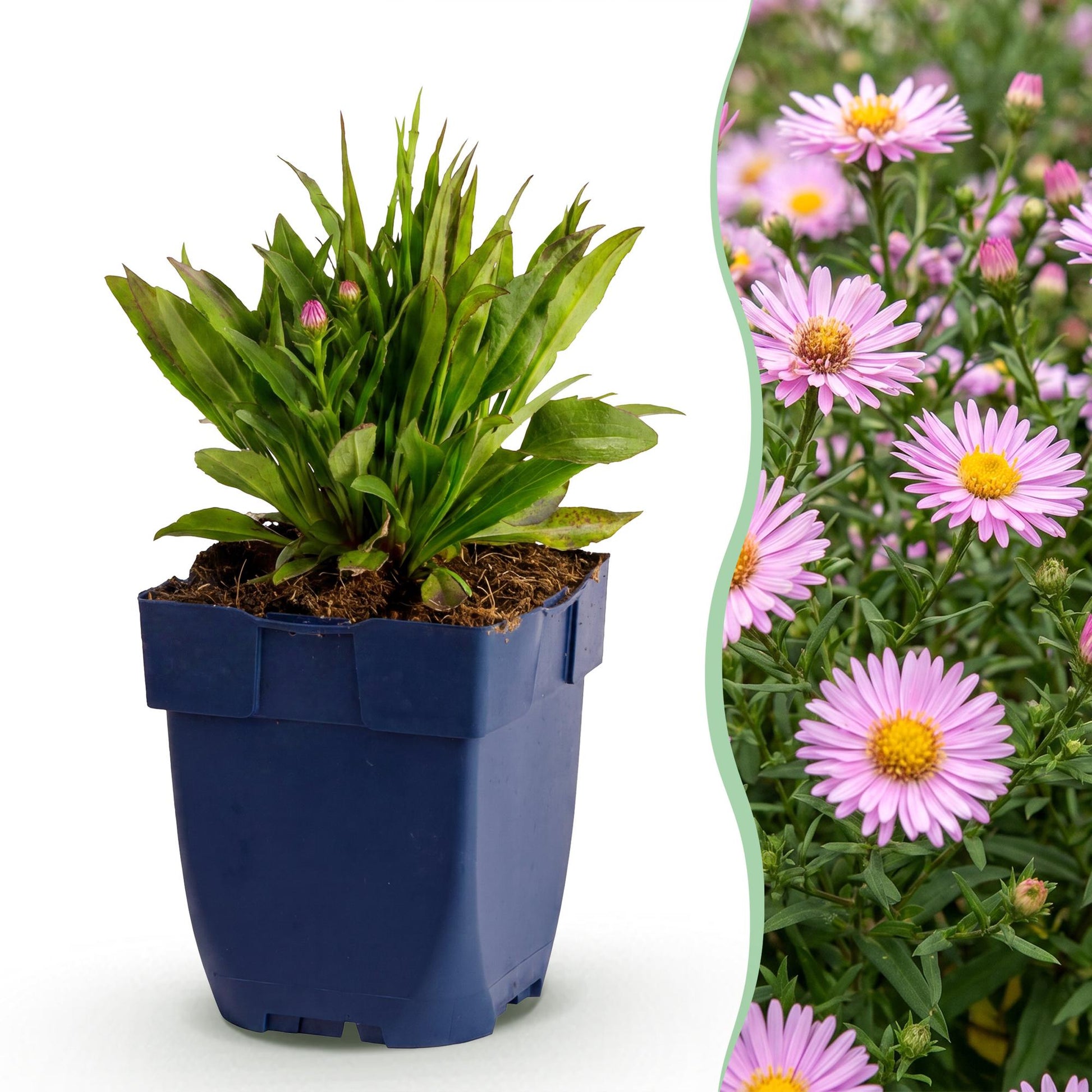 Aster Wood's Pink en pot bleu, avec sur le côté droit une photo en gros plan de ses fleurs rose violette. Hauteur 15-25cm.