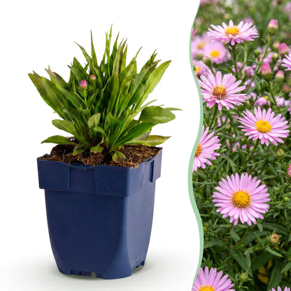 Aster Wood's Pink en pot bleu, avec sur le côté droit une photo en gros plan de ses fleurs rose violette. Hauteur 15-25cm.