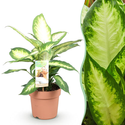Diefenbachia Camilla - Dieffenbachia - Pot de 17cm - Hauteur 45-50cm - Sans cache-pot - 1 plante