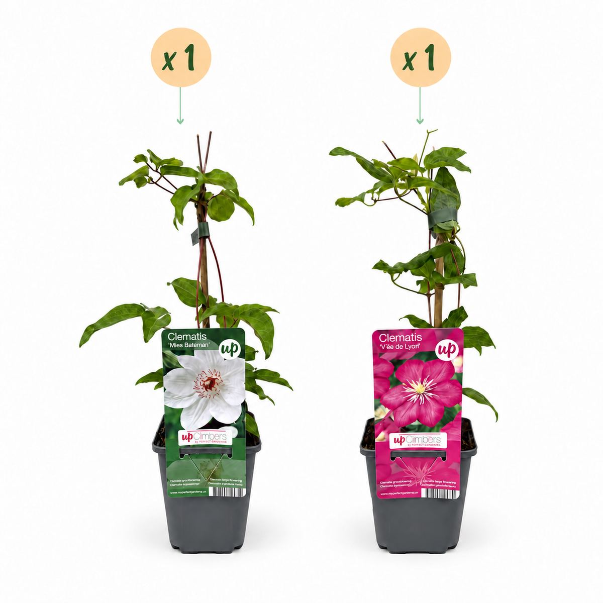 Clématite Duo Rose & Blanc - lot de 2 plants, pot Ø9 cm