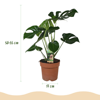 Plantes d'intérieur - Monstera Deliciosa - Plante à trous - Peu d'entretien - Vert - 1 Plante - Pot 17cm - Hauteur 50-55cm