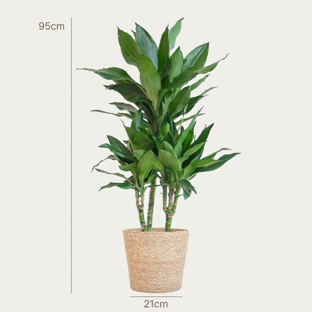 Dracaena  Janet Lindt avec le panier Zeegras naturel - 95cm - Ø21