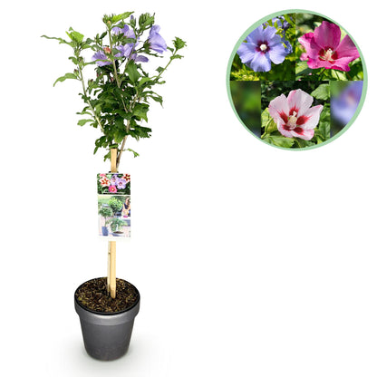 Hibiscus syriacus Tricolour en pot sur fond blanc, avec en médaillon les différentes couleurs de fleurs possibles : blanc, rose et violet.