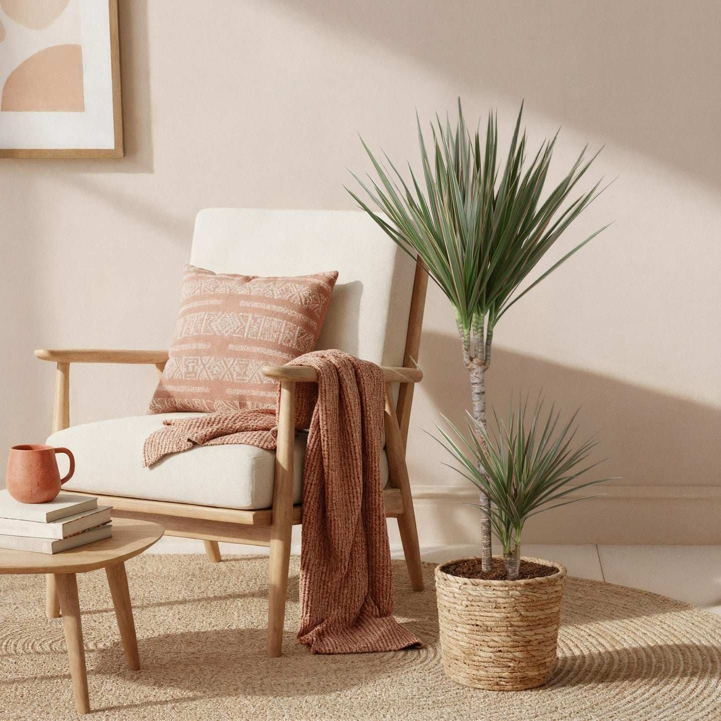 Plantes d'intérieur - Dracaena Marginata Bicolor - Arbre à dragon - Peu d'entretien - Vert - marron - 1 Plante - Pot 21cm - Hauteur 90-100cm