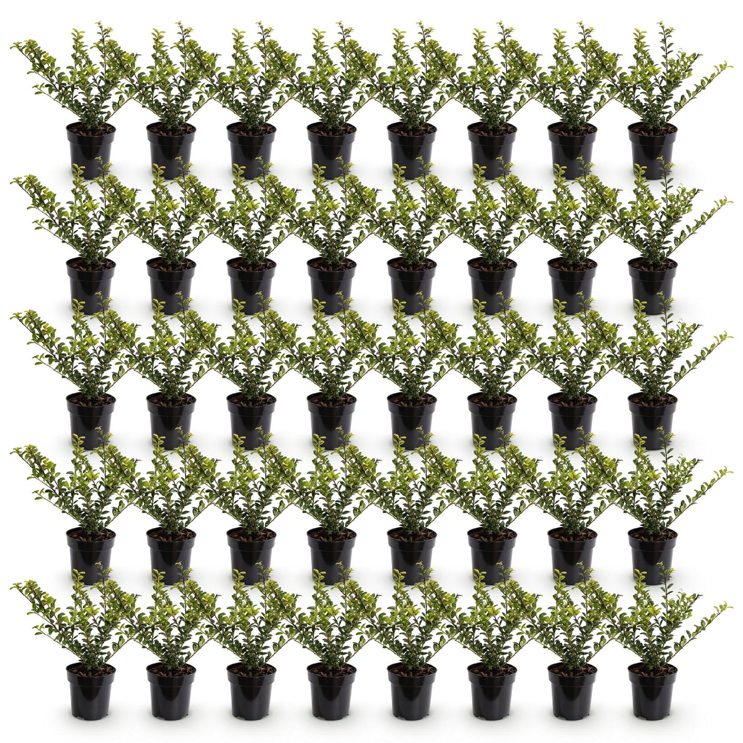 Ilex crenata Golden Gem : Lot de jeunes plants de houx japonais persistants en pots de 9 cm, alignés sur fond blanc.