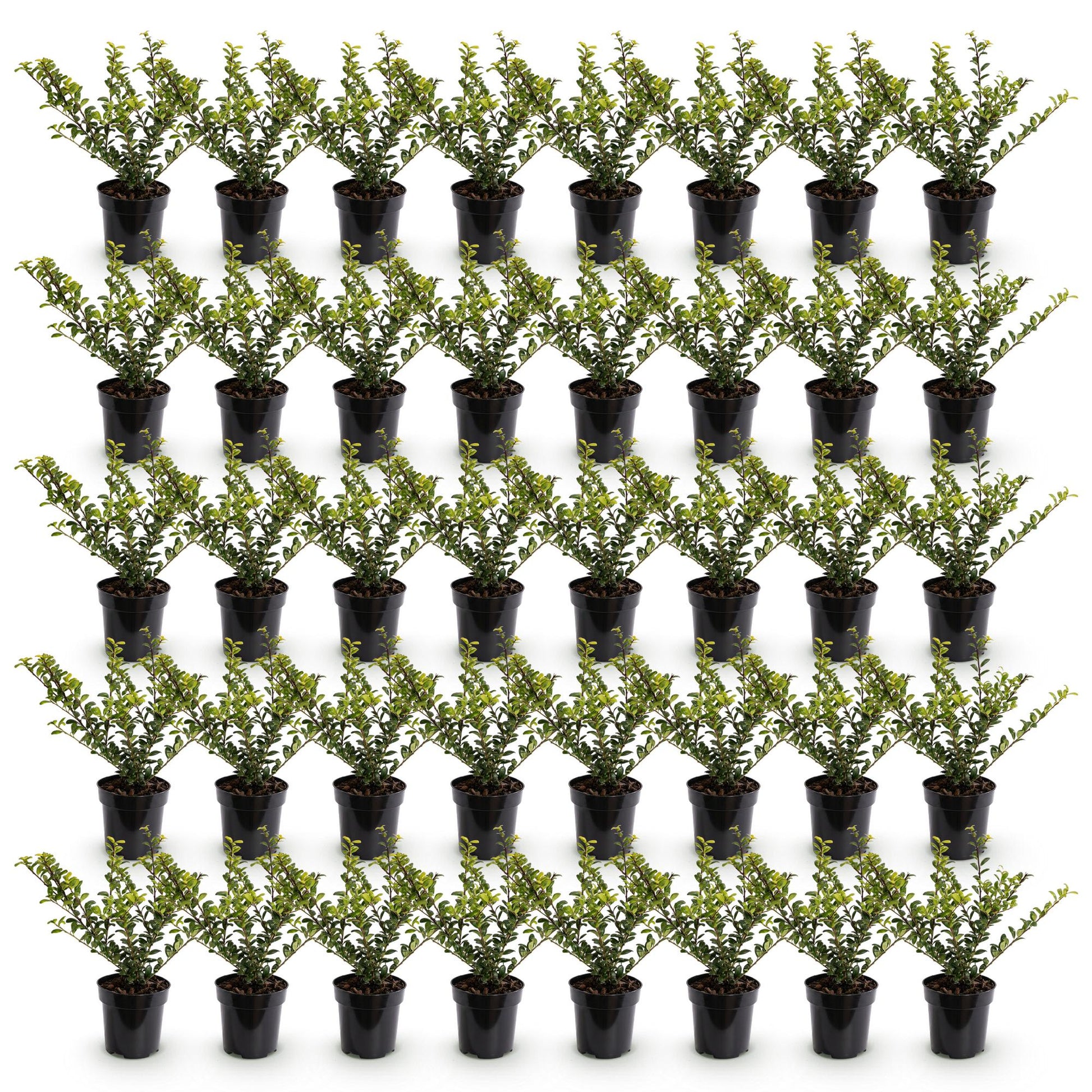 Ilex crenata Golden Gem : Lot de jeunes plants de houx japonais persistants en pots de 9 cm, alignés sur fond blanc.
